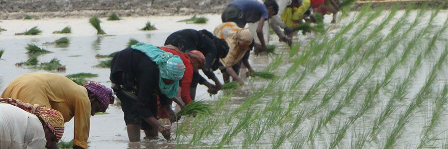 Helping Small Holder Farmers Rise Out Of Poverty
